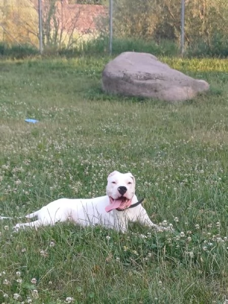 dogo argentino 7 mesi | Foto 1