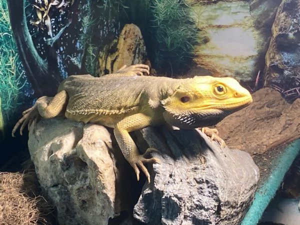 Pogona vitticeps yellow morph