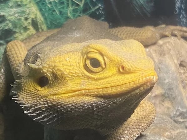 Pogona vitticeps yellow morph | Foto 6