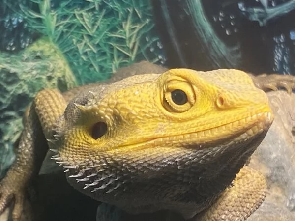 Pogona vitticeps yellow morph | Foto 1