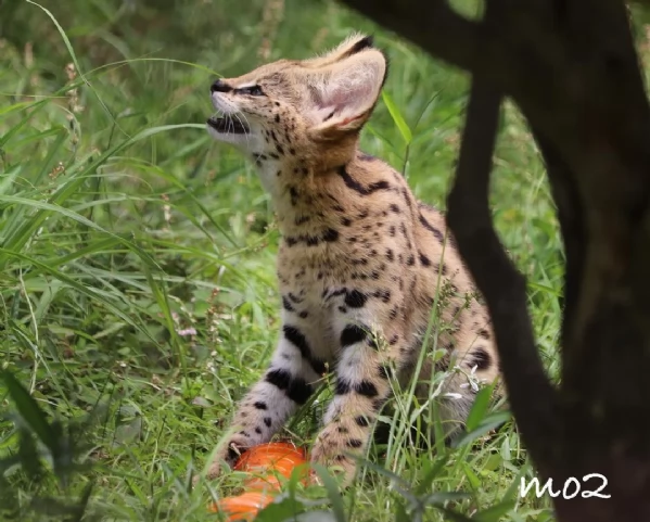 Disponibili per la vendita gattini Serval | Foto 6