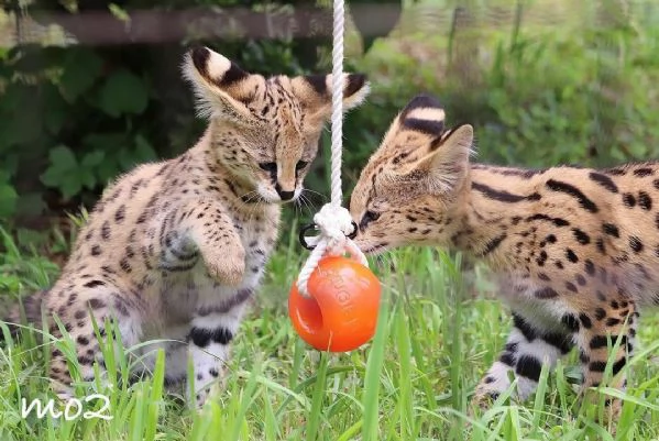 Disponibili per la vendita gattini Serval | Foto 5