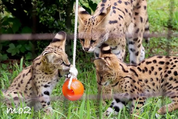 Disponibili per la vendita gattini Serval | Foto 4