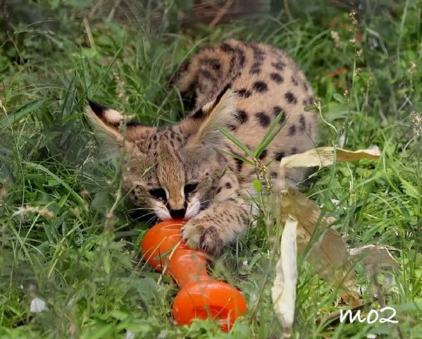 Disponibili per la vendita gattini Serval | Foto 3