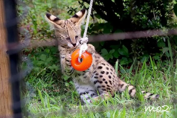 Disponibili per la vendita gattini Serval | Foto 2