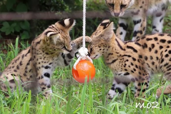 Disponibili per la vendita gattini Serval | Foto 1