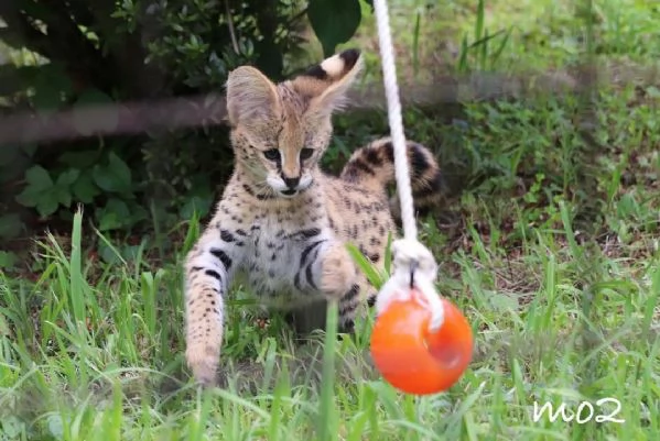 Disponibili per la vendita gattini Serval | Foto 0