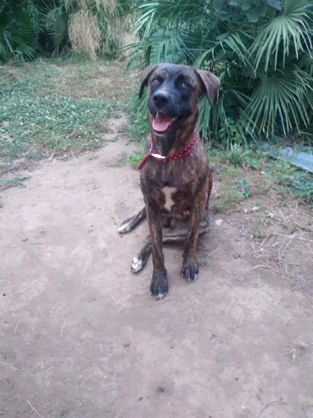 BEAR - cagnolino di 1 anno e mezzo - taglia media | Foto 0