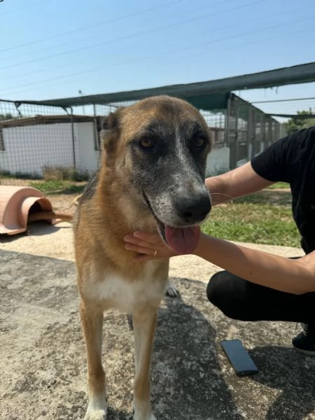 DALILA - cagnolina simil pastore tedesco di circa 7 anni