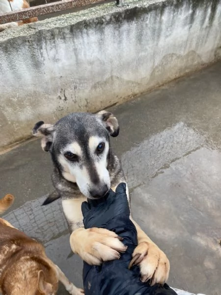 POLDO - cagnolino di 13 anni - taglia media | Foto 6