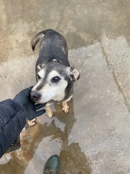 POLDO - cagnolino di 13 anni - taglia media | Foto 5