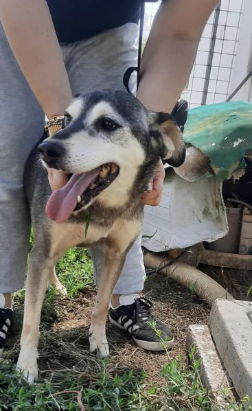 POLDO - cagnolino di 13 anni - taglia media | Foto 4