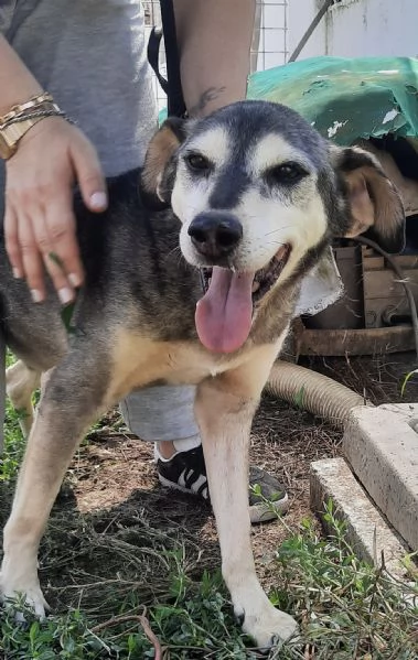 POLDO - cagnolino di 13 anni - taglia media | Foto 3