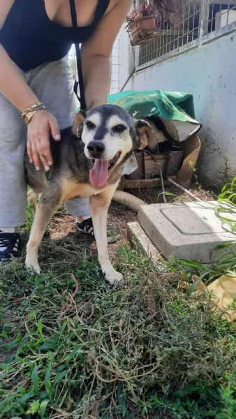 POLDO - cagnolino di 13 anni - taglia media | Foto 2