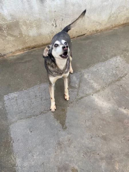 POLDO - cagnolino di 13 anni - taglia media | Foto 1