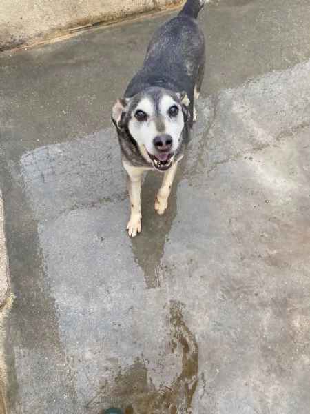 POLDO - cagnolino di 13 anni - taglia media | Foto 0