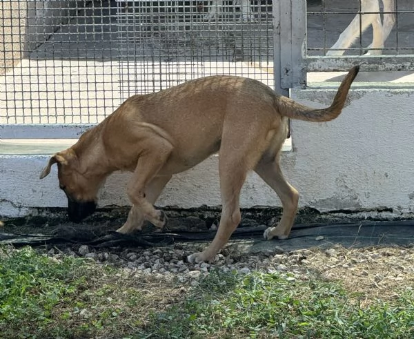 GIORGIA - cucciola di 5 mesi - taglia medio-grande | Foto 1