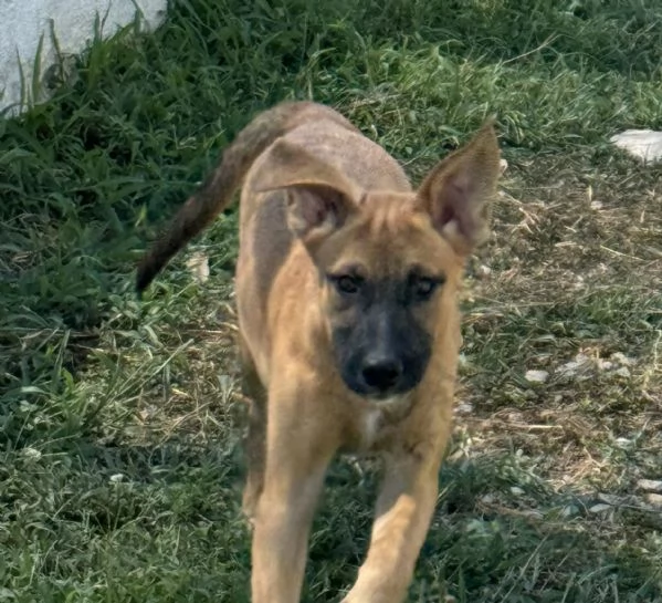 GIORGIA - cucciola di 5 mesi - taglia medio-grande | Foto 0