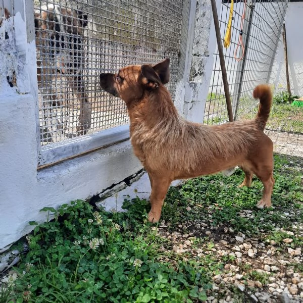 WILLY - cagnolino di 4 anni - taglia piccola | Foto 3