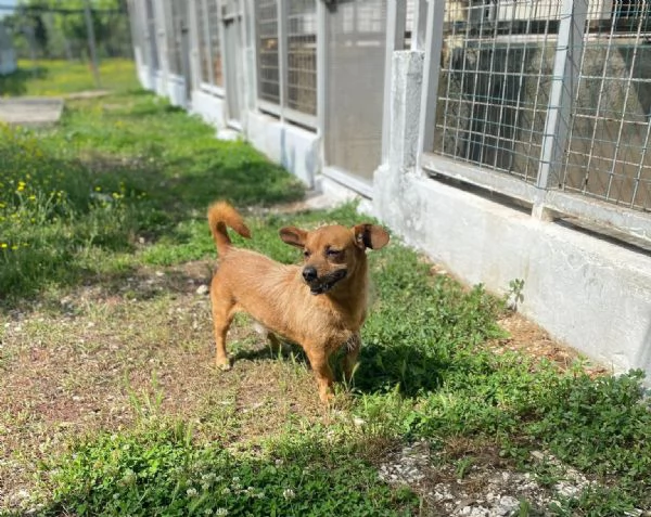 WILLY - cagnolino di 4 anni - taglia piccola | Foto 2