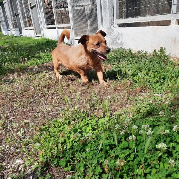 WILLY - cagnolino di 4 anni - taglia piccola