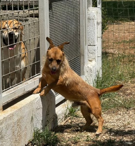 WILLY - cagnolino di 4 anni - taglia piccola | Foto 0