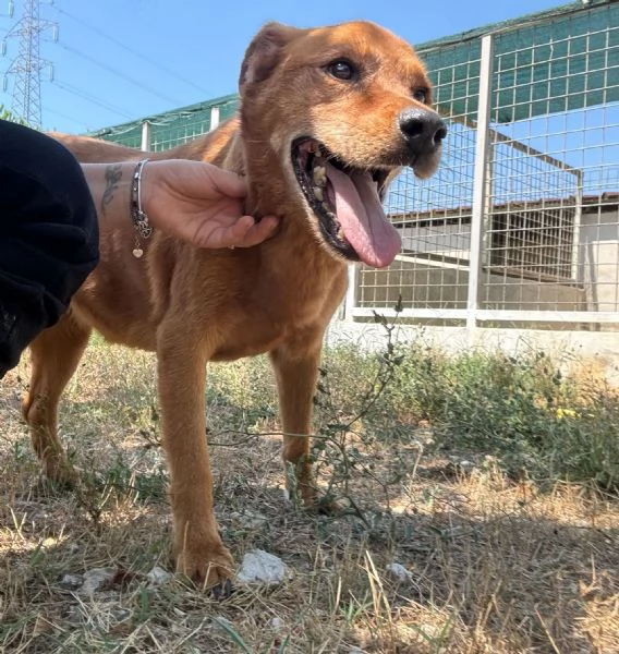 CHINA - cagnolina di 13 anni | Foto 4