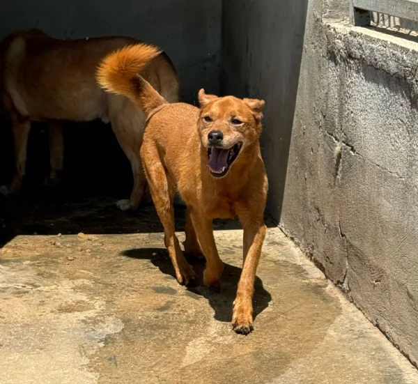 CHINA - cagnolina di 13 anni | Foto 3