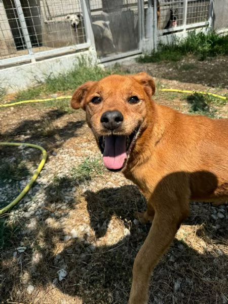 CHINA - cagnolina di 13 anni