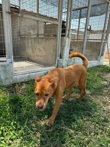 CHINA - cagnolina di 13 anni | Foto 0