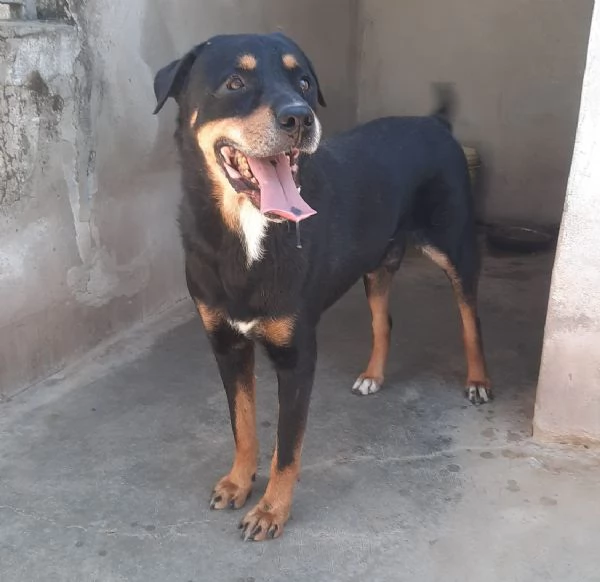 MARLEY - simil rottweiler di 13 anni | Foto 2