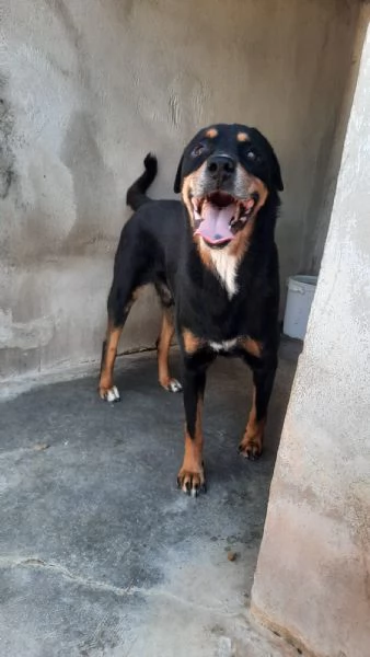 MARLEY - simil rottweiler di 13 anni | Foto 1