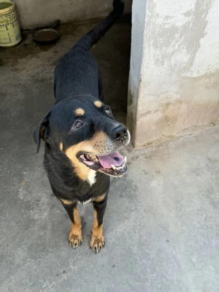 MARLEY - simil rottweiler di 13 anni