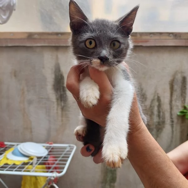 BACIO - gattino di 4 mesi | Foto 0