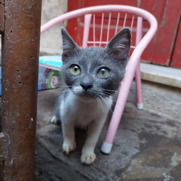 BACIO - gattino di 4 mesi