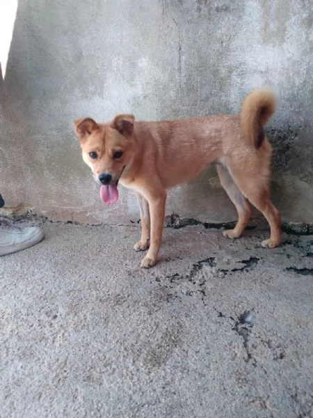 TESSA - cagnolina simil shiba inu di 1 anno | Foto 2