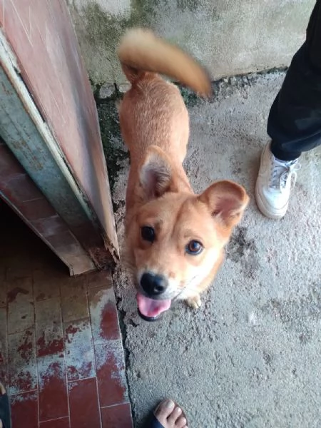 TESSA - cagnolina simil shiba inu di 1 anno