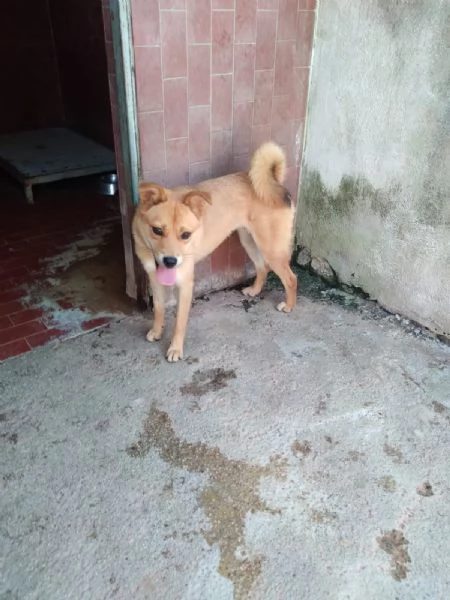 TESSA - cagnolina simil shiba inu di 1 anno | Foto 0