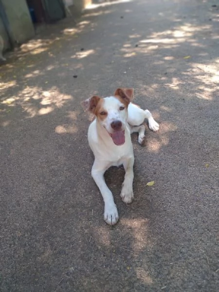 BONNY - cagnolino di 2 anni - taglia media | Foto 2