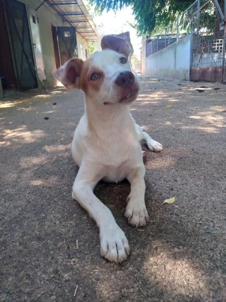 BONNY - cagnolino di 2 anni - taglia media | Foto 1