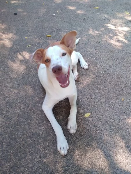 BONNY - cagnolino di 2 anni - taglia media | Foto 0