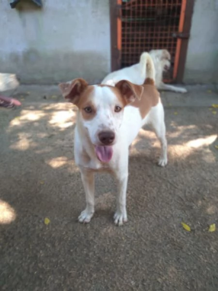 BONNY - cagnolino di 2 anni - taglia media