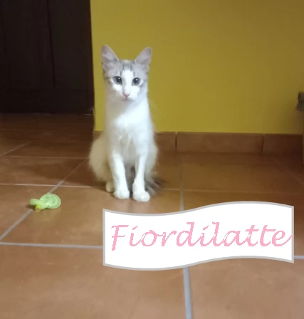 FIORDILATTE - gattina di 1 anno e mezzo