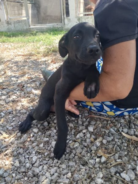 MIMì - cucciolo di 5 mesi - taglia piccola | Foto 0