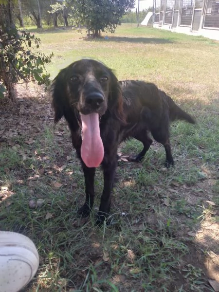 CHOCO - cucciolo di setter di 10 mesi