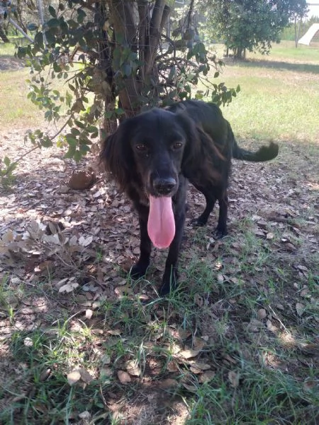 CHOCO - cucciolo di setter di 10 mesi | Foto 3