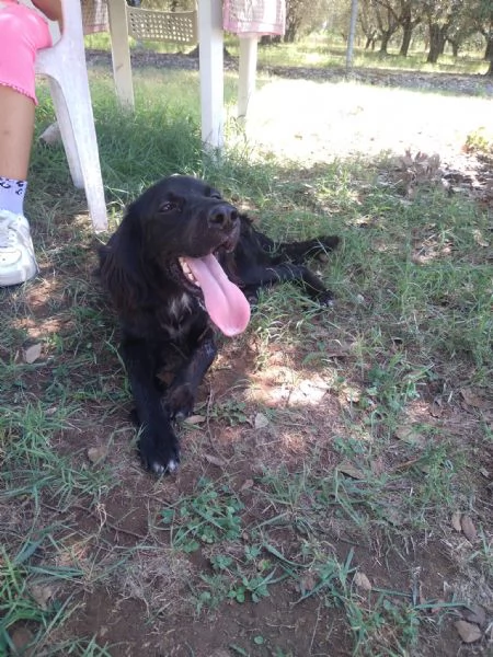 CHOCO - cucciolo di setter di 10 mesi | Foto 2