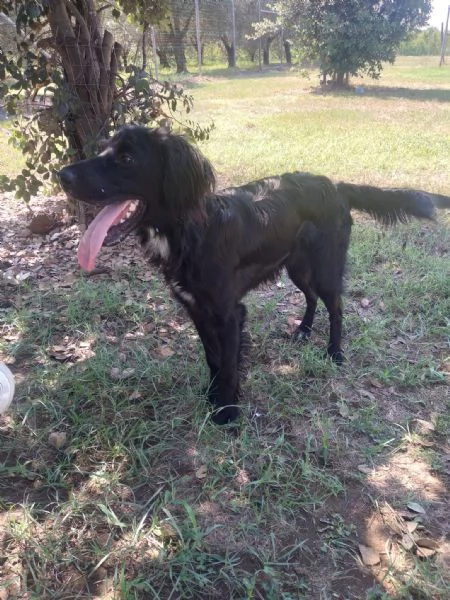 CHOCO - cucciolo di setter di 10 mesi | Foto 1