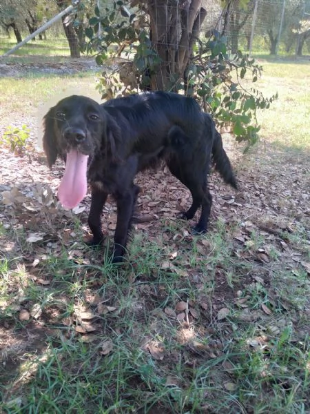 CHOCO - cucciolo di setter di 10 mesi | Foto 0