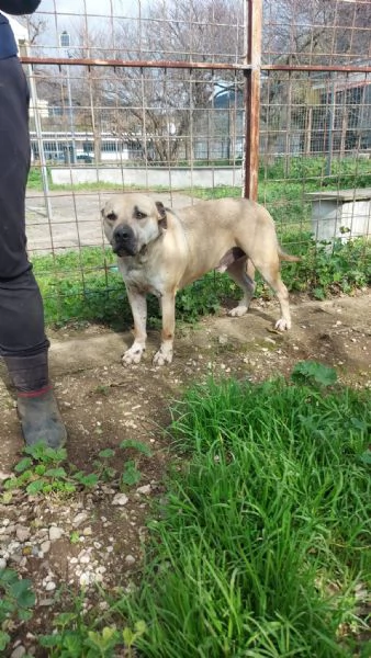 DINO - cane 5 anni - taglia grande | Foto 1